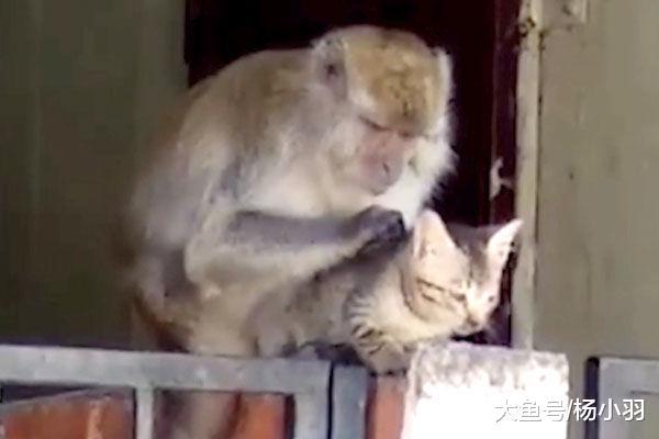 猫妈带小猫外出竟没察觉孩子丢了, 直到听见叫声抬头望: 放开我的孩子