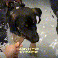 在领养人的帮助下, 后腿残疾的狗狗重新开始奔跑, 爱能治愈一切!