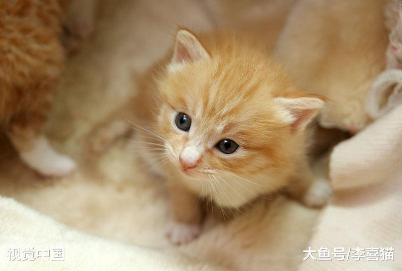 刚断奶的小猫咪肠胃功能还很差, 铲屎官在喂食方面要注意这些事情