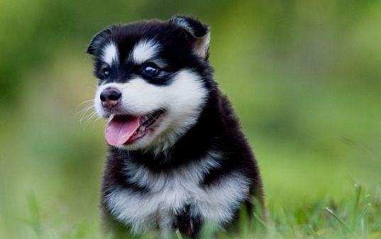 ?二哈怀孕竟找不到狗爸爸, 到幼崽出生才发现根本不是狗, 中邪了