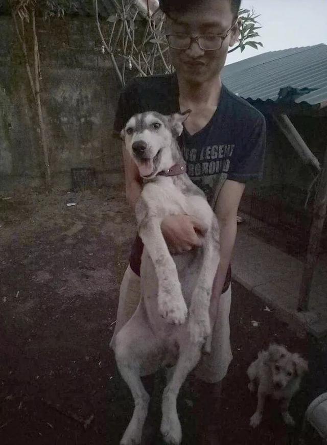 路人捡回流浪狗精心照料, 治愈后哈士奇颜值超高, 网友却称赔本!