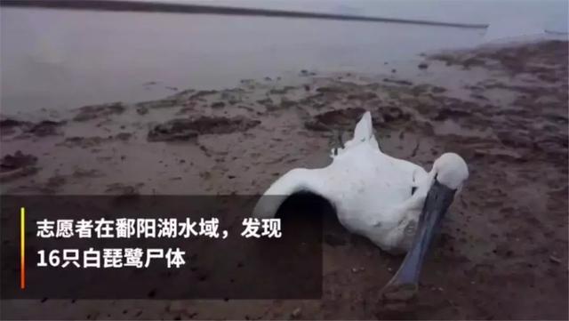 珍稀白琵鹭折翼潘阳湖, 志愿者为其哀叹, 候鸟的生命值得被保护!