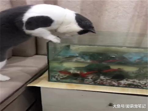 主人: 洗澡时能要了它的命, 捞鱼时一点也不怕, 英短: 凭本事抓的