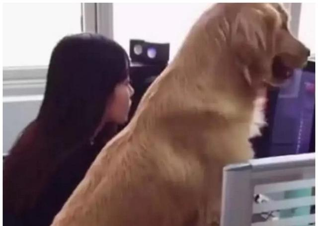 带着金毛去公司上班, 一个早上没看到金毛, 找到时无法淡定了