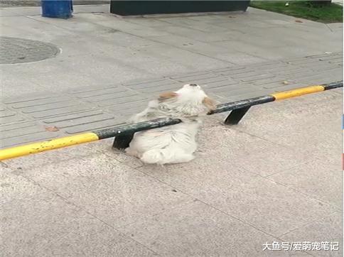 网友以为流浪狗被卡住了, 打算上去帮忙, 跑过去看到了这幕