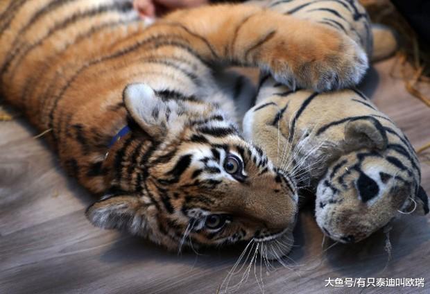 超萌西伯利亚小幼虎惨遭亲妈抛弃, 被收养后变身超爱撒娇的可爱大猫咪!