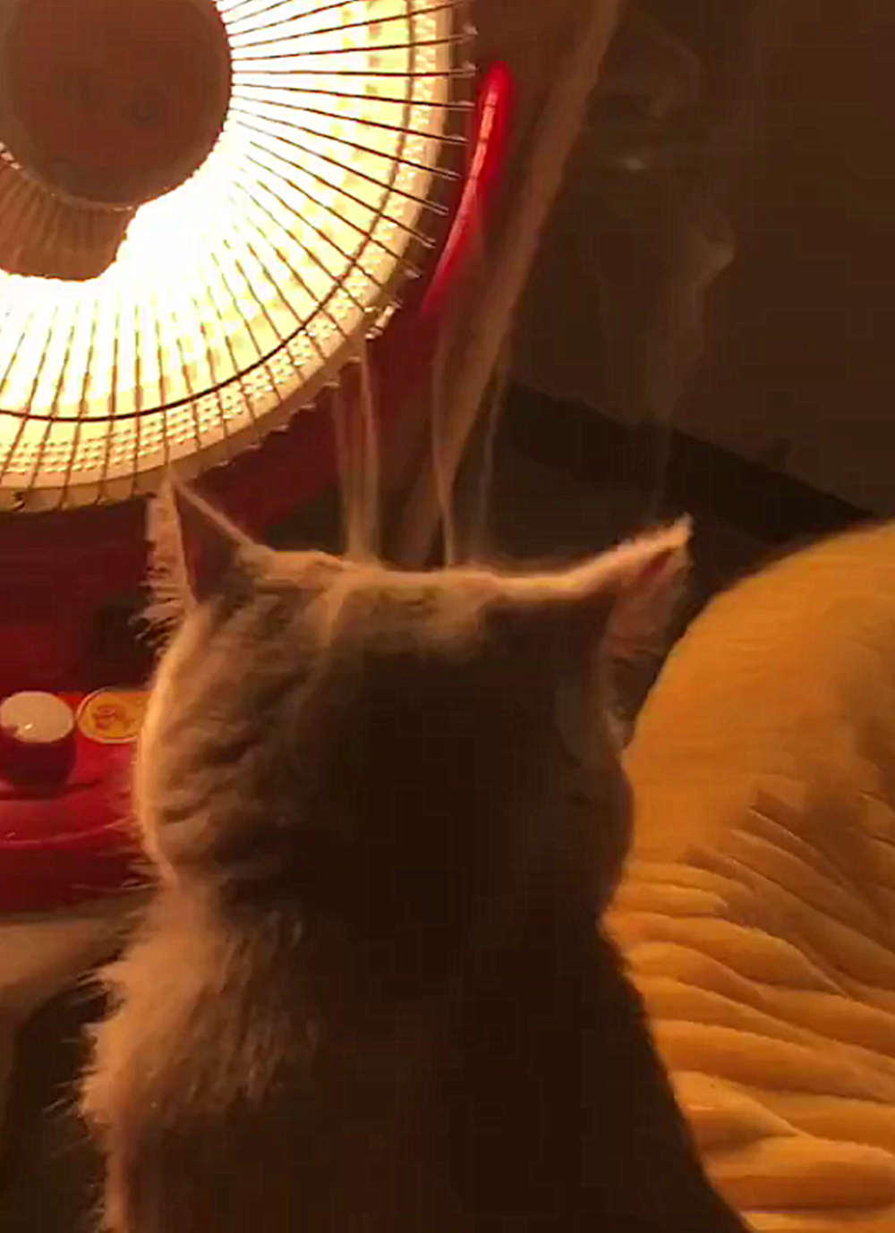 大橘猫怕冷, 蹲小太阳跟前取暖, 被烤到头顶冒烟都不动……