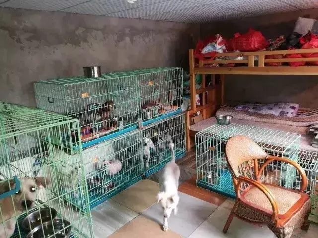 七旬老人为救猫狗, 低头求人, 辛酸救助看哭众人...