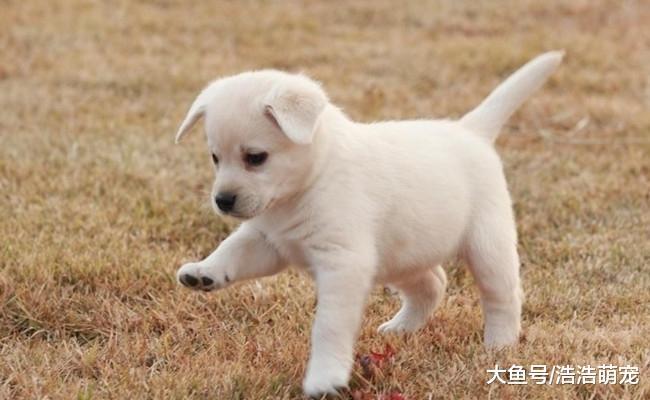 有5种食物不能给狗狗吃, 葡萄在内, 鸡骨头也不行