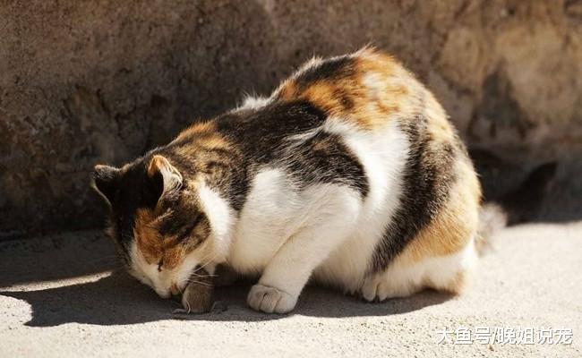 猫咪送宠主礼物都是有原因的, 宠主们可不要辜负它们的心意