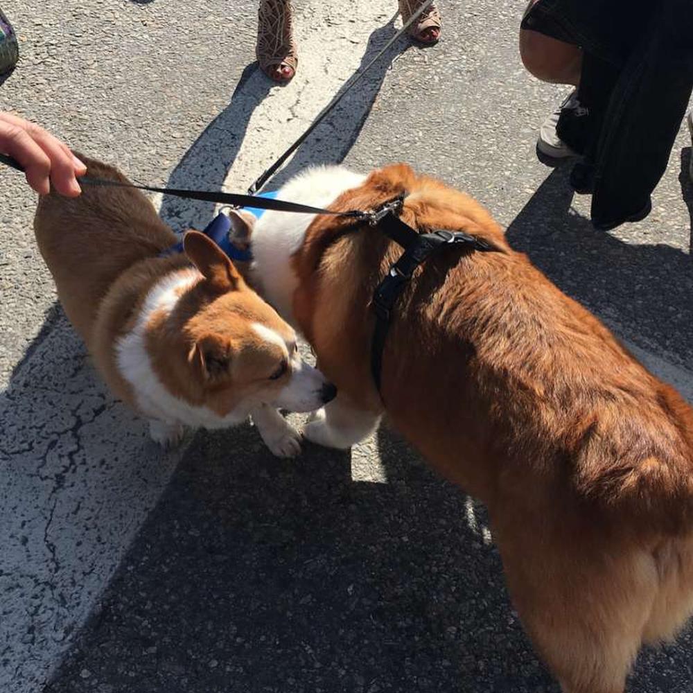 全球最大的柯基, 体重高达27KG, 超大型屁股也很治愈