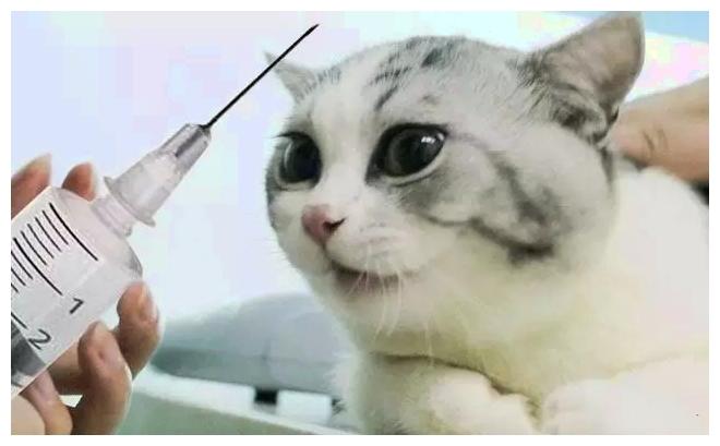 猫咪面对医生的针头, 慌得不成样子了: 那谁, 你还不来速速护驾