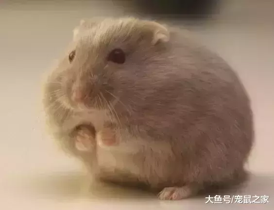 一文带你走进仓鼠世界: 仓鼠种类之坎贝尔仓鼠