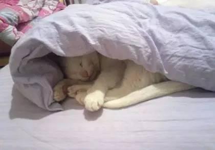 冬天, 起床后被子一定要叠好, 否则...