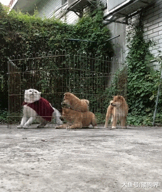 猫咪越狱展现惊人弹跳力, 旁边三狗子一脸崇拜, 狗: 大哥, 救我们