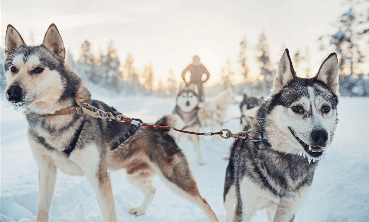 主人觉得二哈天生是拉雪橇的, 直接要它下地干活: 拉犁耙!