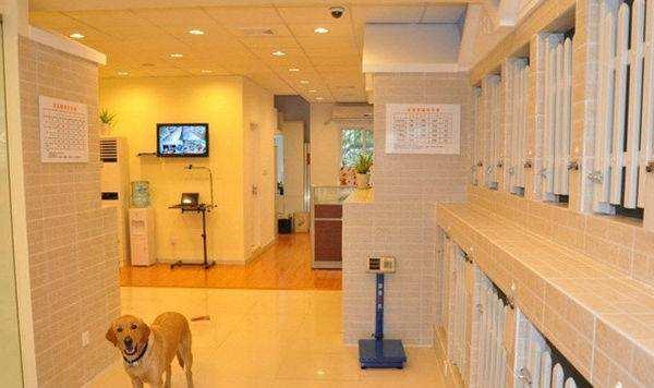 随时视频监控你的宠物, 这种家庭式宠物寄养你愿意吗?