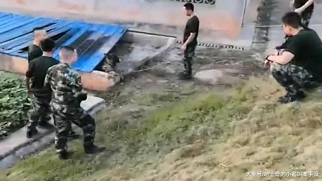 警犬也有犯傻的时候啊, 德牧掉粪坑里了出不来, 还是金毛喊的人
