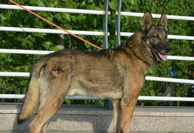 我国有哪些优秀的狼犬? 有何依据?