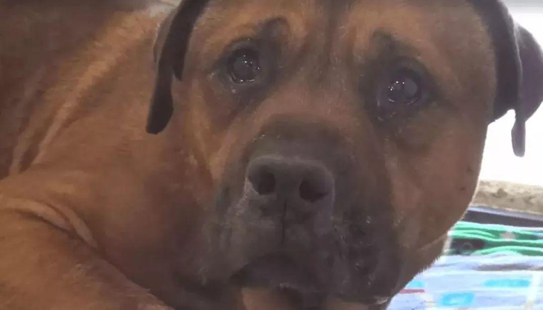 共享宠物? 不想养了就退? 你拿狗命开什么玩笑呢!