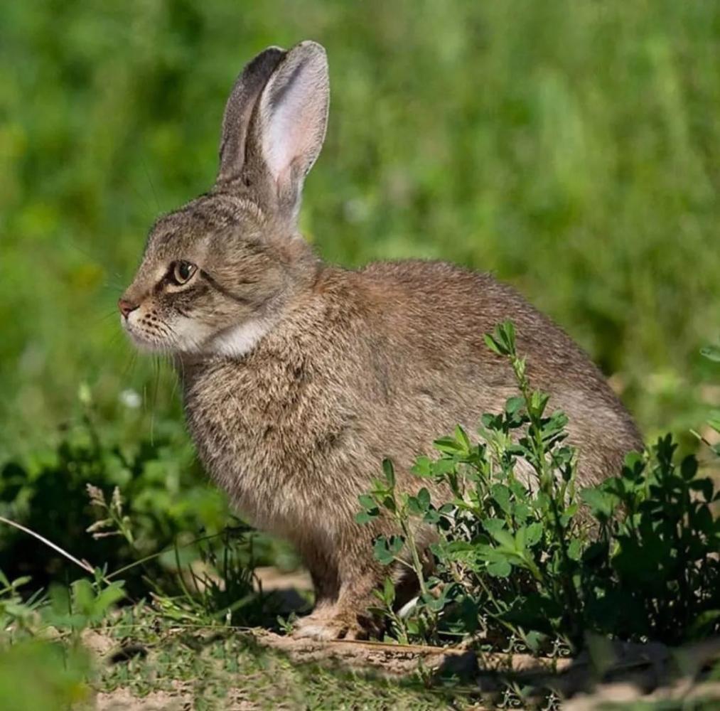 喵星人要是称霸地球上的所有物种, 那会是哪番光景?