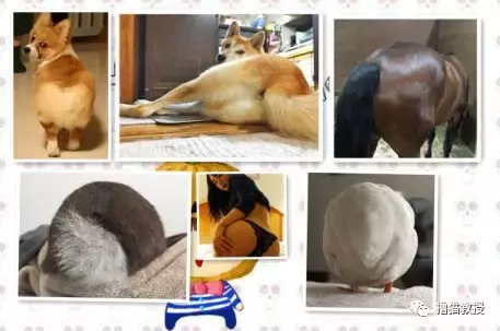 “美臀日”晒美臀, 这一大波猫屁屁, 看得我心动了