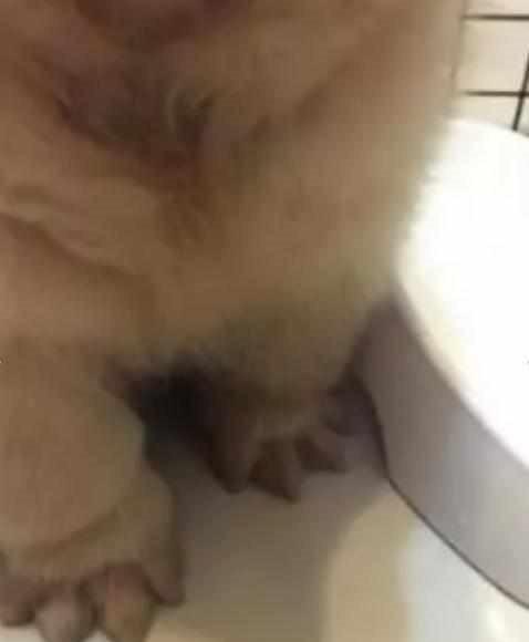 狗狗因为爪子上的毛, 走路经常打滑, 主人给剃了后, 狗狗: 面子呢