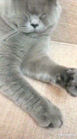 主人: 你太胖了, 以后小鱼干不要再吃了~猫: 啥! 幻觉! 都是幻觉