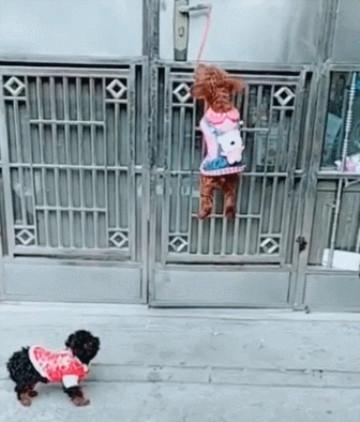 两只泰迪偷跑出去玩还会自己开门回家, 最后边牧做出了更骚的举动