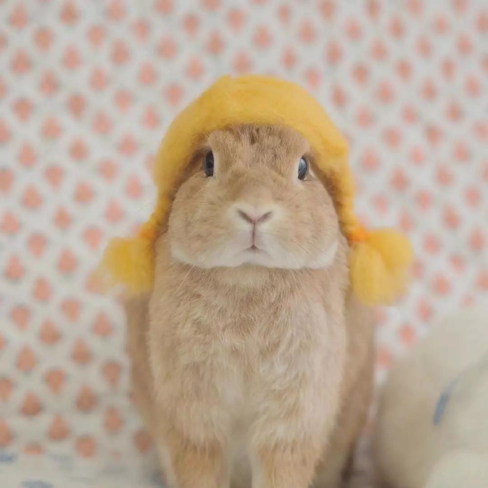 承认吧, 你还没有这只兔兔的头发多