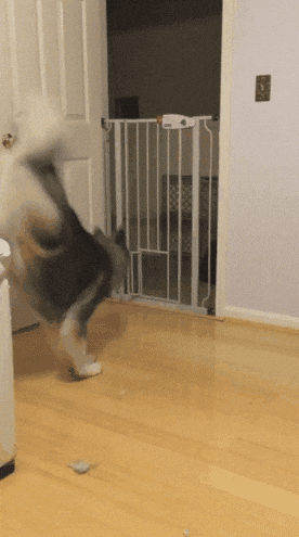 宠物GIF图: 喵星人不同寻常的进食方式!