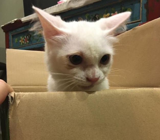 女孩出门总能捡到流浪猫回家, 家人无奈: 这已经是第十只流浪猫啦