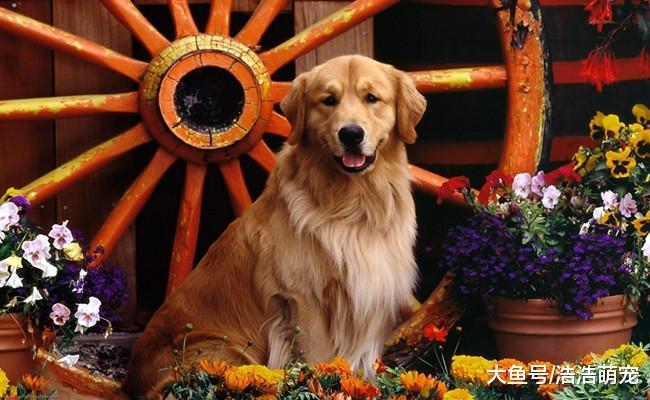 能让你“破产”的5种狗, 家里条件不好的人不要养, 尤其是第三种