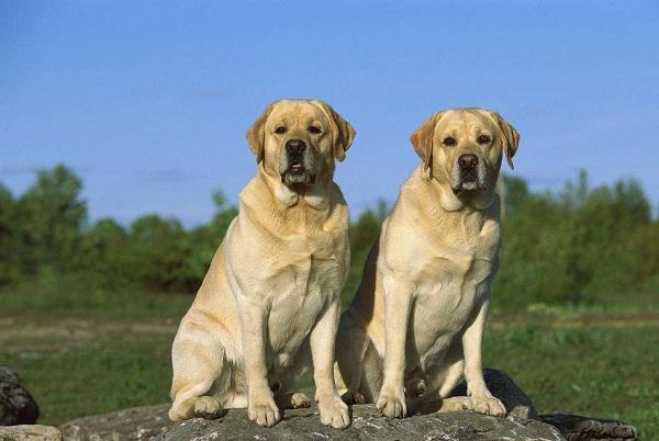 拉布拉多犬怎么训练, 拉布拉多怎么看才知道纯不纯