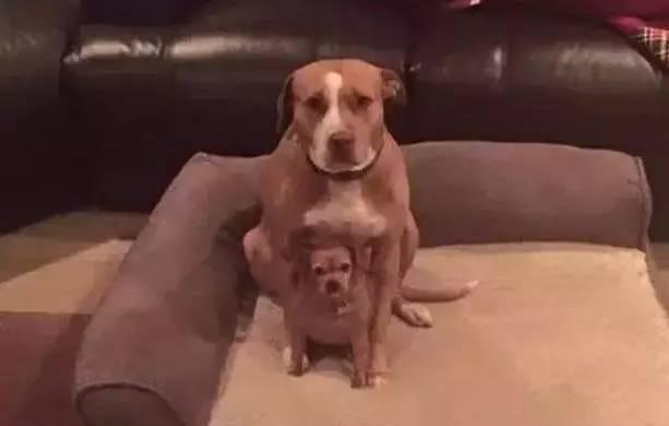 流浪狗被收养的时候, 怀里还藏着一只小狗: 我能带它一起走吗?