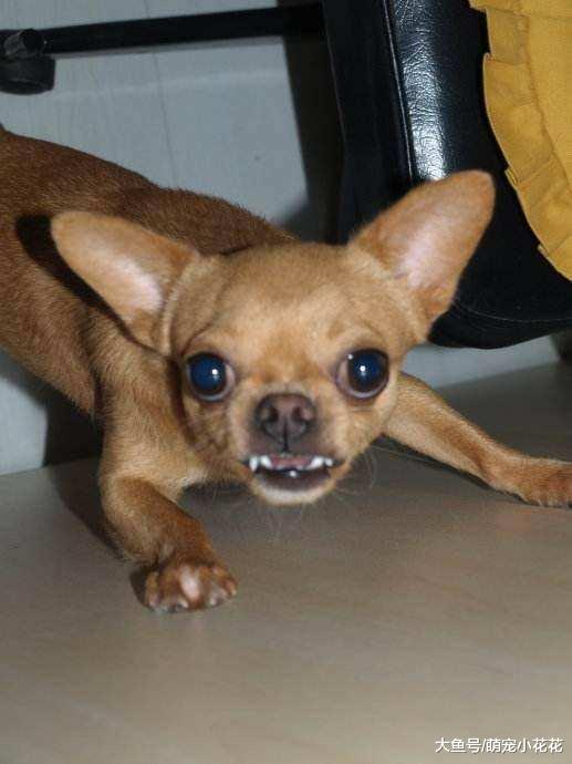 吉娃娃遭人讨厌不是没有道理的, 这5点并不是所有的人都能接受!