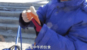 2019年, “狗拉雪橇”, 请消失!