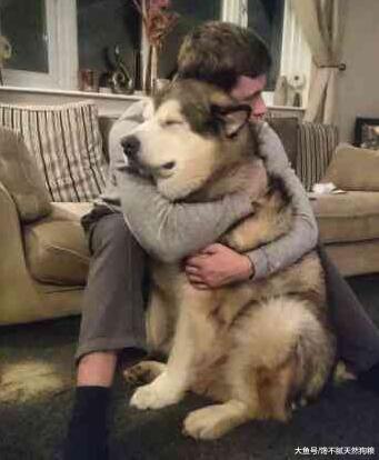 自从养了这只巨型狗狗, 就好像养了一只“大宝宝”!