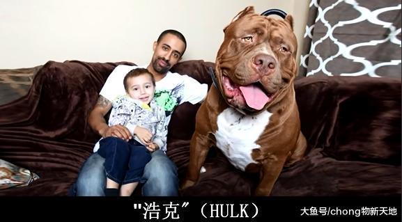 吉尼斯世界纪录中五个最大的狗, 又高又壮看了让人胆寒