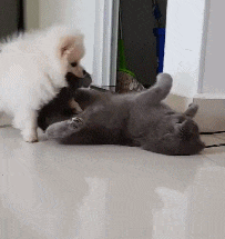 猫咪和狗狗时常闹着玩, 网友点评: 无动于衷的男朋友和野蛮女友