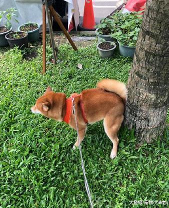 柴犬把大便拉在树上, 画面让众多网友笑哭: 这是在“发粪涂树”?