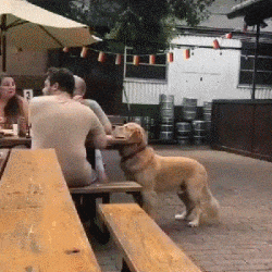 2018最沙雕狗砸盘点...哈哈哈哈哈哈哈哈哈哈哈哈哈哈!