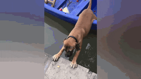 狗子上船圈占地盘, 撒完尿后下不来, 狗子的举动让人哭笑不得……