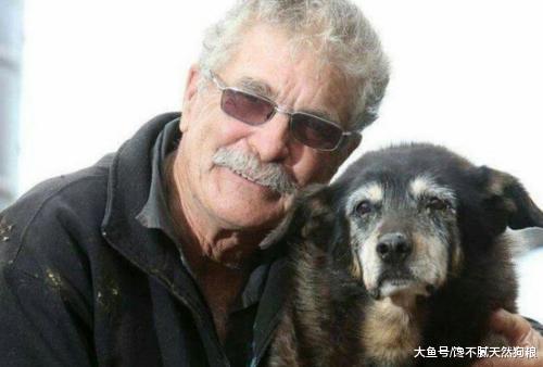 拉布拉多“衰老”的5大症状, 你家狗狗出现了, 就多陪陪它吧!