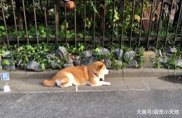 柴柴赖门外休息, 主人帮画柴油停车格, 网友被萌翻: 可开单取缔?