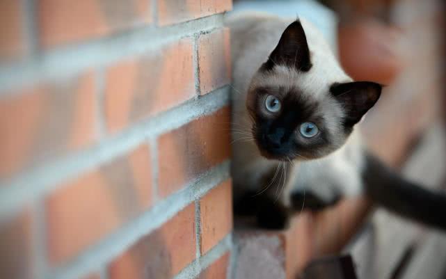 是否想养狗狗又同时想要猫咪? 这几只性格超好的喵星人, 满足你!