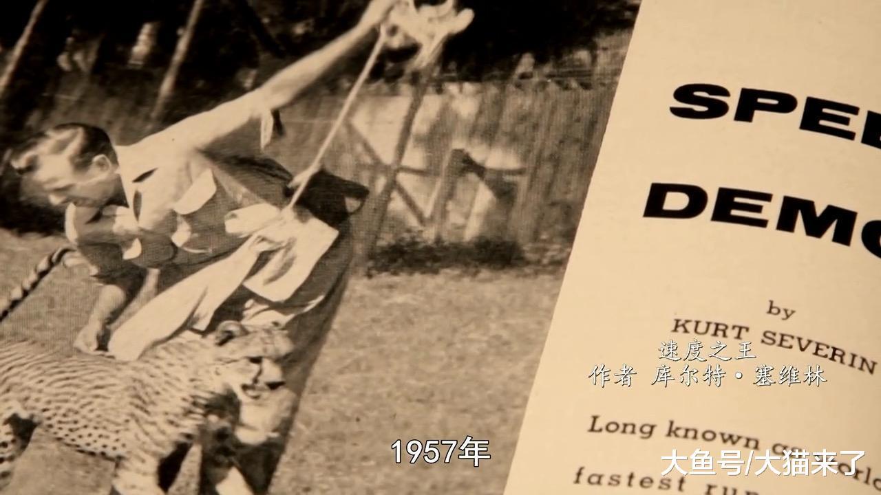猎豹的时速可达110公里? 科学家测试了367只猎豹才发现是人高估了
