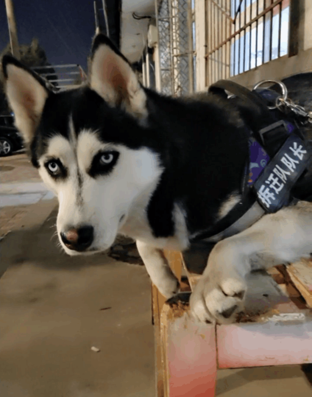 老公喝醉酒, 躺狗窝搂着哈士奇睡一夜, 第二天二哈的表情都懵了…