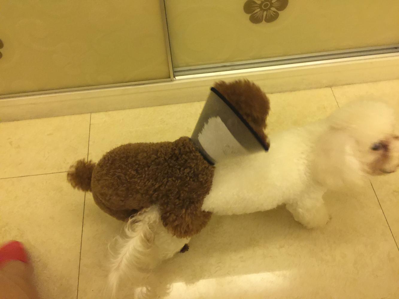 为什么要给泰迪做绝育? 掌握这些 术后泰迪狗狗不会恨主人