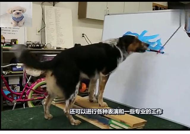 “毕加索牌”汪星人, 作画抽象大胆, 称赞不断!